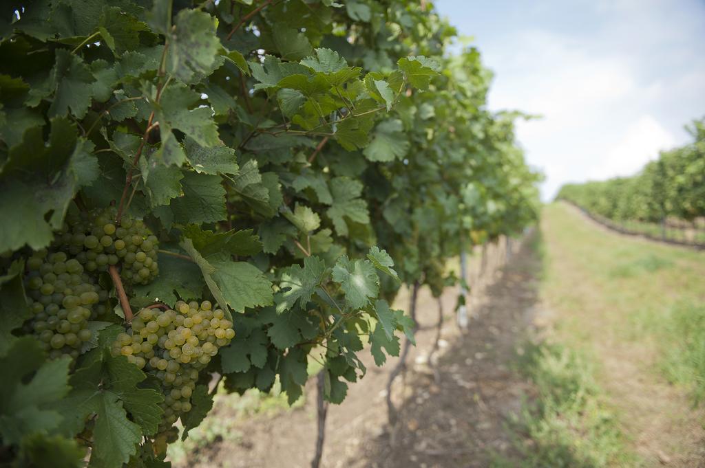 فندق Weingut Martinshof Sankt Ulrich  المظهر الخارجي الصورة